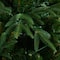 6ft. Pre-Lit Edmonton Fir Artificial Christmas Tree, Color Changing LED Lights